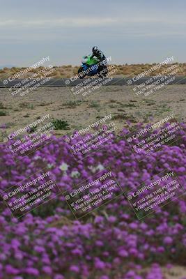 media/Jan-14-2023-SoCal Trackdays (Sat) [[497694156f]]/Turn 14 Exit Bloomig (145pm)/